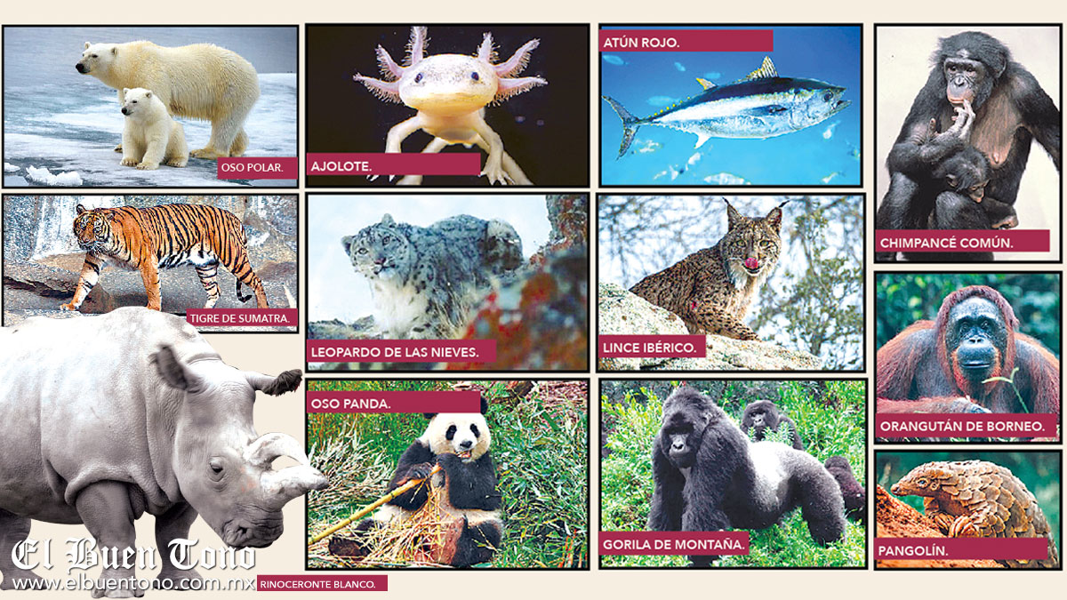 Animales En Peligro De Extincion Con Nombre