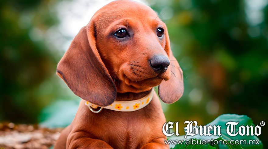 Купить Мини Таксу Заводчик