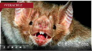 Confirman muεrte por rabia silvestre en Isla, Veracruz