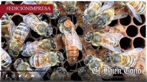 Desatiende PC el riesgo de abejas; hospitalizan a niño por picaduras