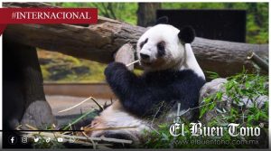 Japón se queda sin pandas por primera vez en 50 años