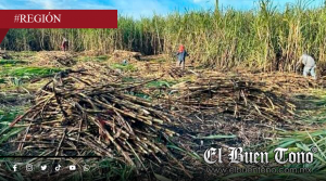 Alcanza 40 mil toneladas de caña accidentada en ingenio Central El Potrero