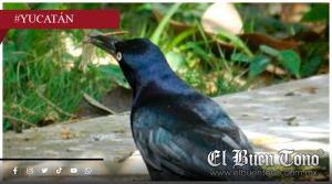 Mu3ren de frío aves nativas en Yucatán; Caen de los árboles por hipotermia