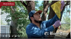 Logran contener avance del gusano barrenador en Tamaulipas, Veracruz y San Luis Potosí