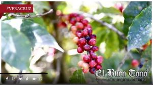 Cae hasta 35% el precio del café cereza y agrava crisis del sector cafetalero
