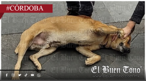 A 10 días, silencio oficial sobre el destino de “Canelo”