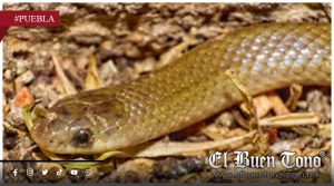 Descubren nueva especie de serpiente endémica de Puebla