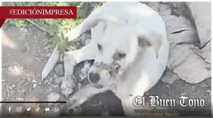 Vecinos piden atender a can; está en calles de Padelma