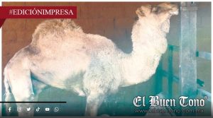 Espectáculo de muɛrtɛ; Orizaba: La reserva del horror