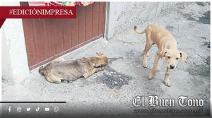 Solapan el maltrato; corrupción contra crueldad animal