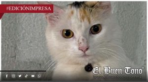 Los dueños del hogar; el día del gato