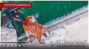 Reserva en abandono; peligro para tigres y ciudadanos