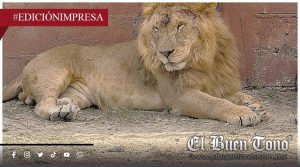 Reserva Animal está sufriendo; Ayuntamiento recorta recursos para los animales