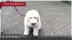 Cuidar mascotas es una obligación; Iglesia lanza llamado