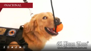 ‘Súper perritos’ llegan a la UNAM para detectar expl0sivos y arm4s