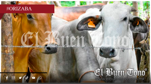 Altas Montañas en foco rojo por casos de gusano barrenador; Veracruz segundo lugar a nivel nacional.