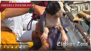 Rescatan a cachorro atrapado en lirio del Arroyo Moreno