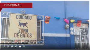 Puente del Molino: entre atropεll4mientos y envεnεn4mientos, crece la tragedia de los gatos abandonados
