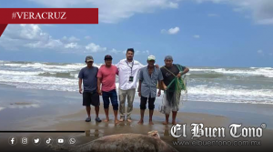 Hallan otro delfín muεrto en costas del sur de Veracruz; investigan posible impacto ambiental