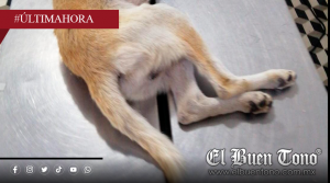 Alerta en Veracruz: Gusano barrenador sale de las granjas y ataca mascotas en 27 municipios