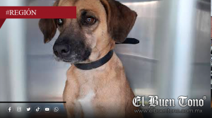 Rescatistas rebasados exhiben abandono de ayuntamientos en la región centro