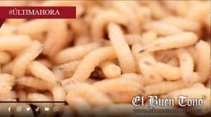 Gusano barrenador en caballos se extiende a 59 municipios de Veracruz; Suman 139 casos