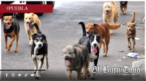 Mujer es m4chεte4da por defender perros callejeros en Puebla