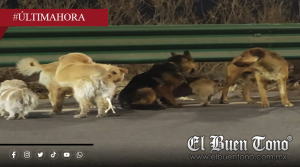 ¡Como de película! Siete perros robados escapan y regresan juntos a casa tras recorrer 17 kilómetros