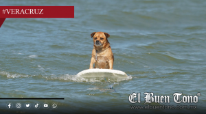 “Marihu4no”, el perrito surfista que conquistó Alvarado y las redes sociales