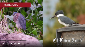 Comunidad invita a recorrido para observar aves en El Chirimoyo