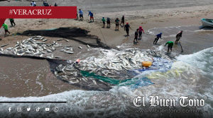Pescadores de Alvarado realizan captura masiva de jurel y descartan afectaciones