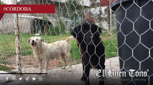 MULTAS QUE SE COBRAN PERO NO SE RECONOCEN: EL LABERINTO DEL CENTRO DE SALUD ANIMAL EN CÓRDOBA