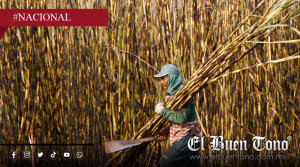 Sheinbaum propone a refresqueras usar más azúcar mexicana en sus productos