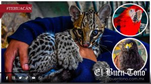 Cierre del ‘Club de los Animalitos’ en Tehuacán evidencia abandono social hacia la protección animal