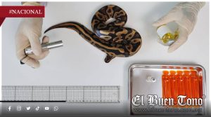 México destaca como productor de antivenenos a nivel mundial: UNAM