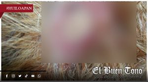 Reportan caso de gusano barrenador en gato doméstico en San Cristóbal, Huiloapan