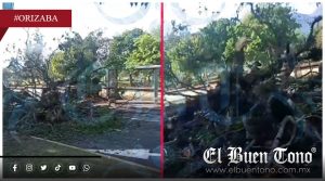 VIDEO|Cae árbol en avenida Cri-Crí