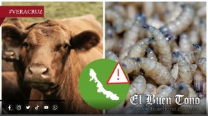 Veracruz suma más de 200 casos de gusano barrenador; mantiene segundo lugar nacional