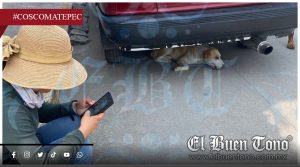 Ante falta de campañas, ciudadanos impulsan esterilizaciones de animales