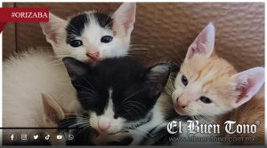 Sida felino: Una enfermedad más común de lo que se cree, advierte veterinario