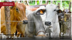 Recomiendan extremar cuidados en ganado por humedad de frentes fríos en Orizaba