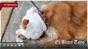 Alerta por gusano barrenador en mascotas