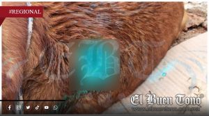 Urgen apoyo para tratar a perros callejeros con gusano barrenador en San Andrés Tenejapan