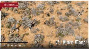 Investigan caso de jirafas virales en rancho del norte; autoridades buscan garantizar su bienestar