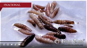 Oaxaca reporta su noveno caso de miasis humana