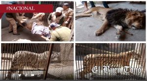 Rescatan 29 animales exóticos en Ocoyoacac; Felinos destacan en operativo ambiental