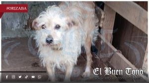 Rescatista solicita apoyo para vacunar a perros ante temporada de calor y riesgo de enfermedades