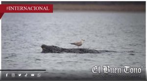 Ballena varada en el Báltico no logra salir y genera preocupación en Alemania