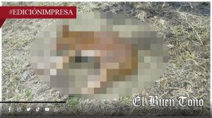 José May lucra con ley animal; aplica multas a partir de 800 pesos