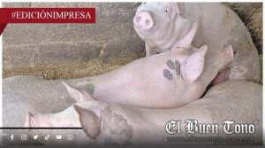 Crisis sanitaria en granjas porcícolas; a más de un año de atender gusano barrenador